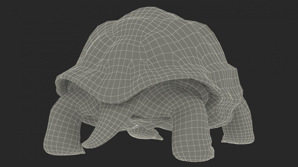 3D Dirty Old Giant Turtle Stand Pose(1)