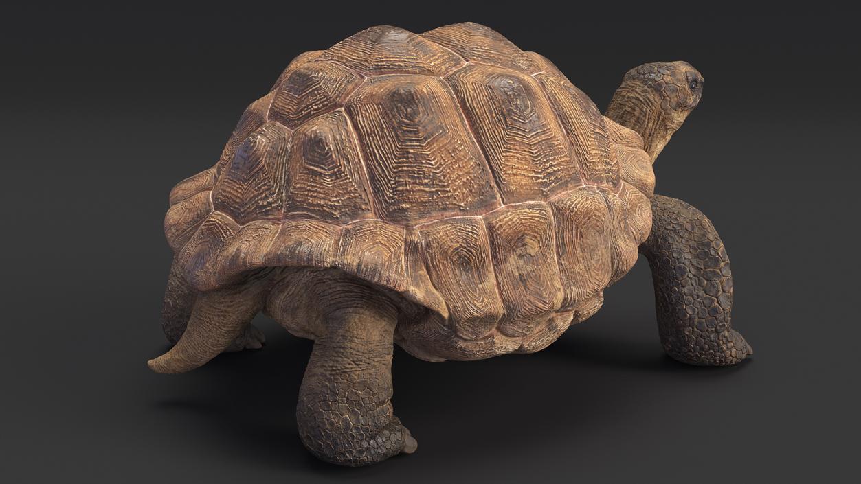 3D Dirty Old Giant Turtle Stand Pose(1)