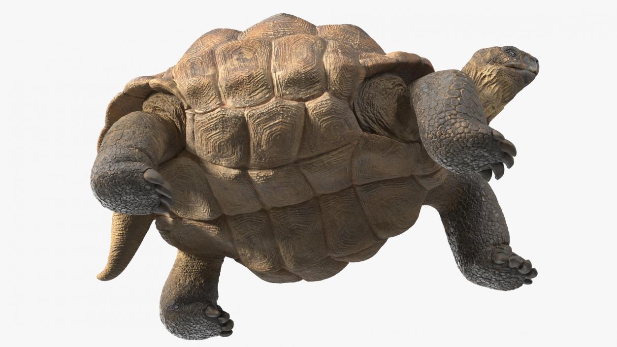 3D Dirty Old Giant Turtle Stand Pose(1)