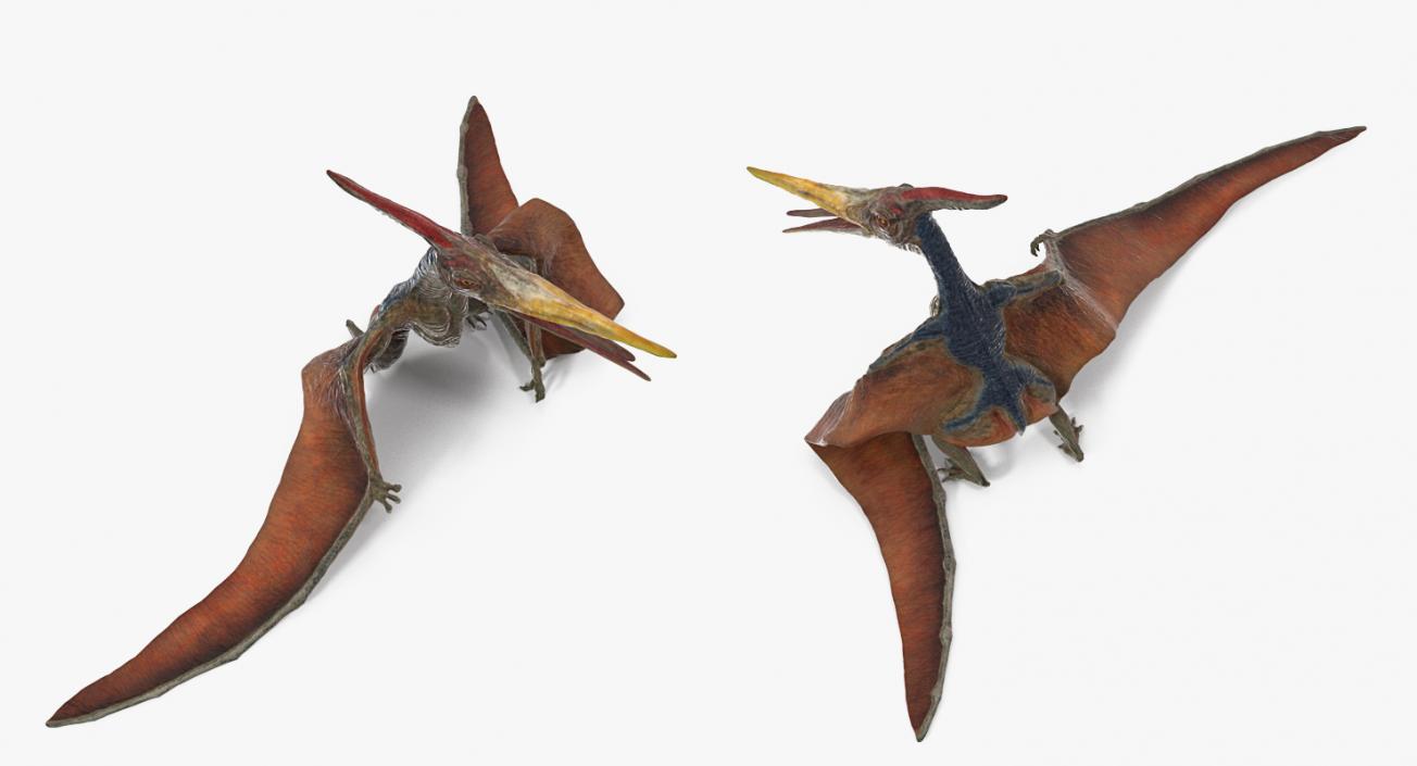 Pteranodon Rigged 3D