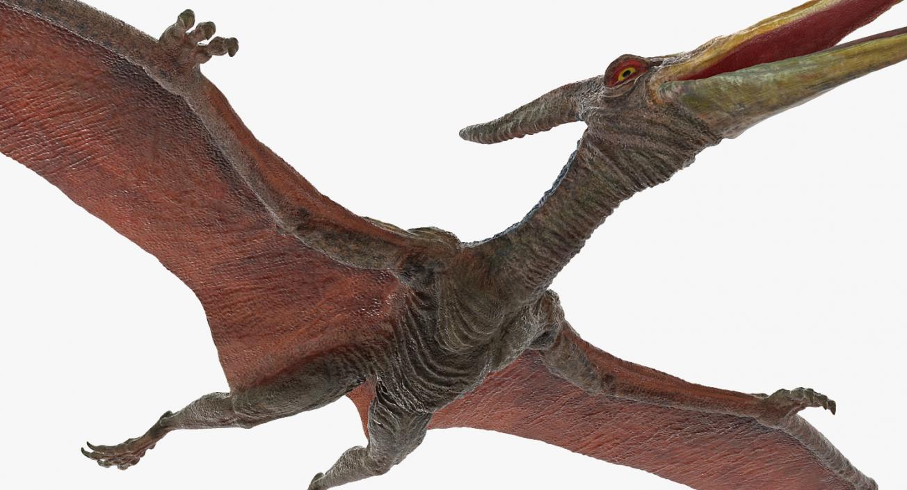 Pteranodon Rigged 3D