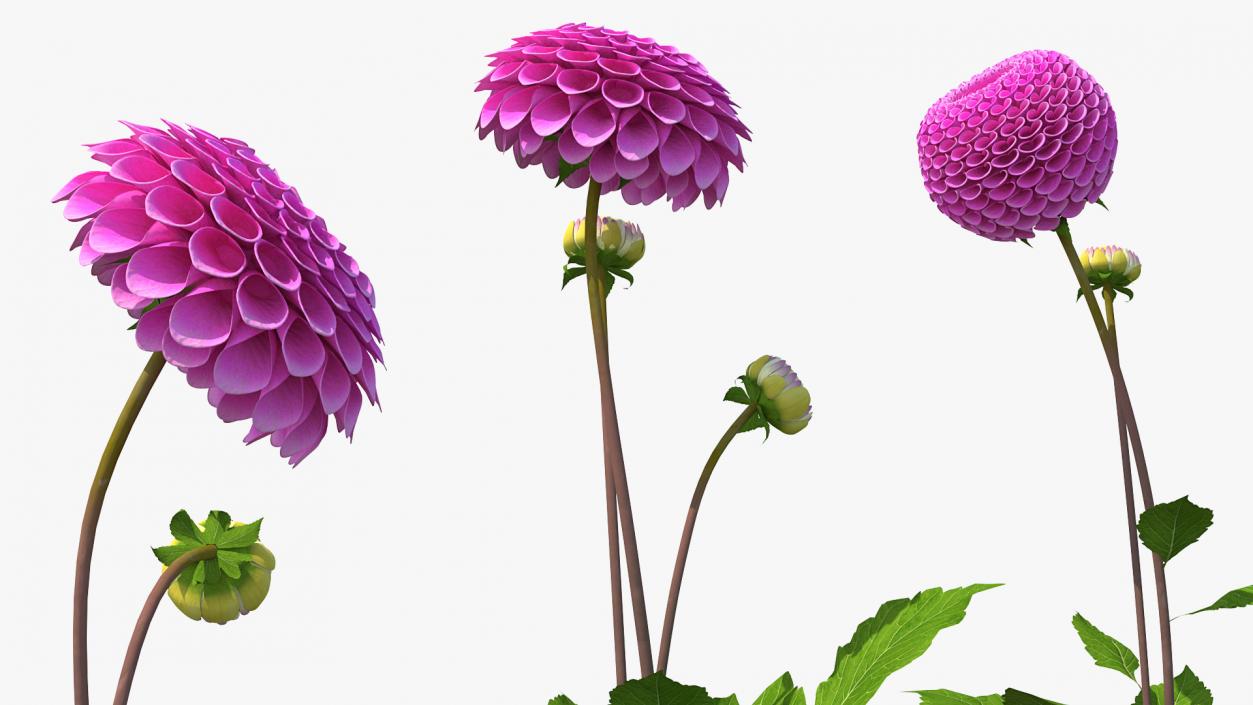 Dahlia Franz Kafka Pink Set 3D