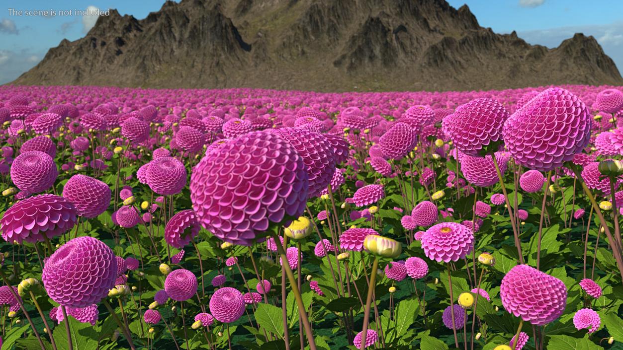 Dahlia Franz Kafka Pink Set 3D