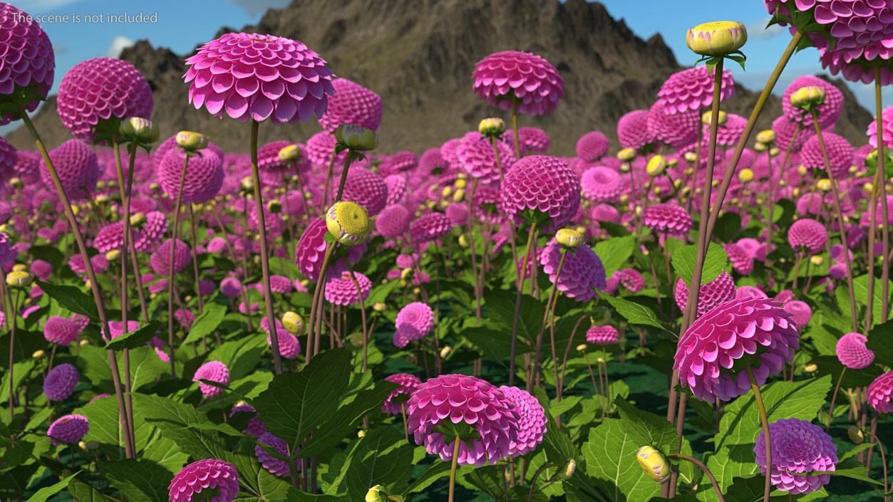 Dahlia Franz Kafka Pink Set 3D