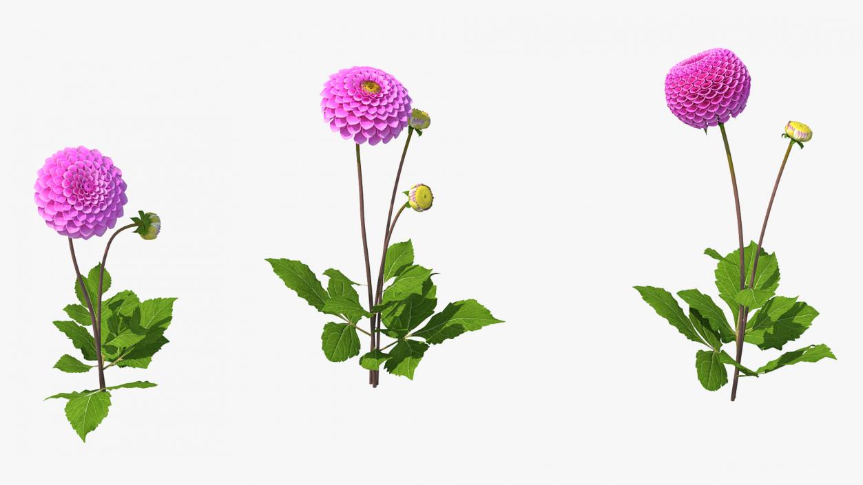 Dahlia Franz Kafka Pink Set 3D