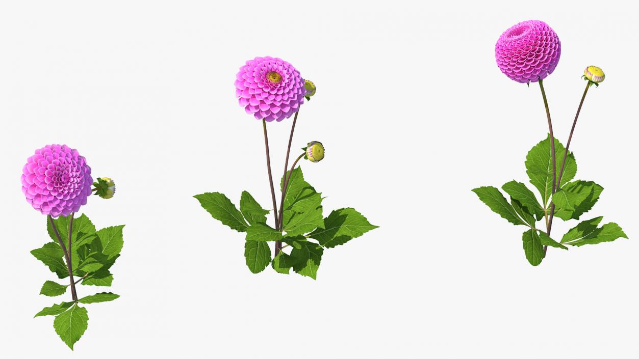 Dahlia Franz Kafka Pink Set 3D