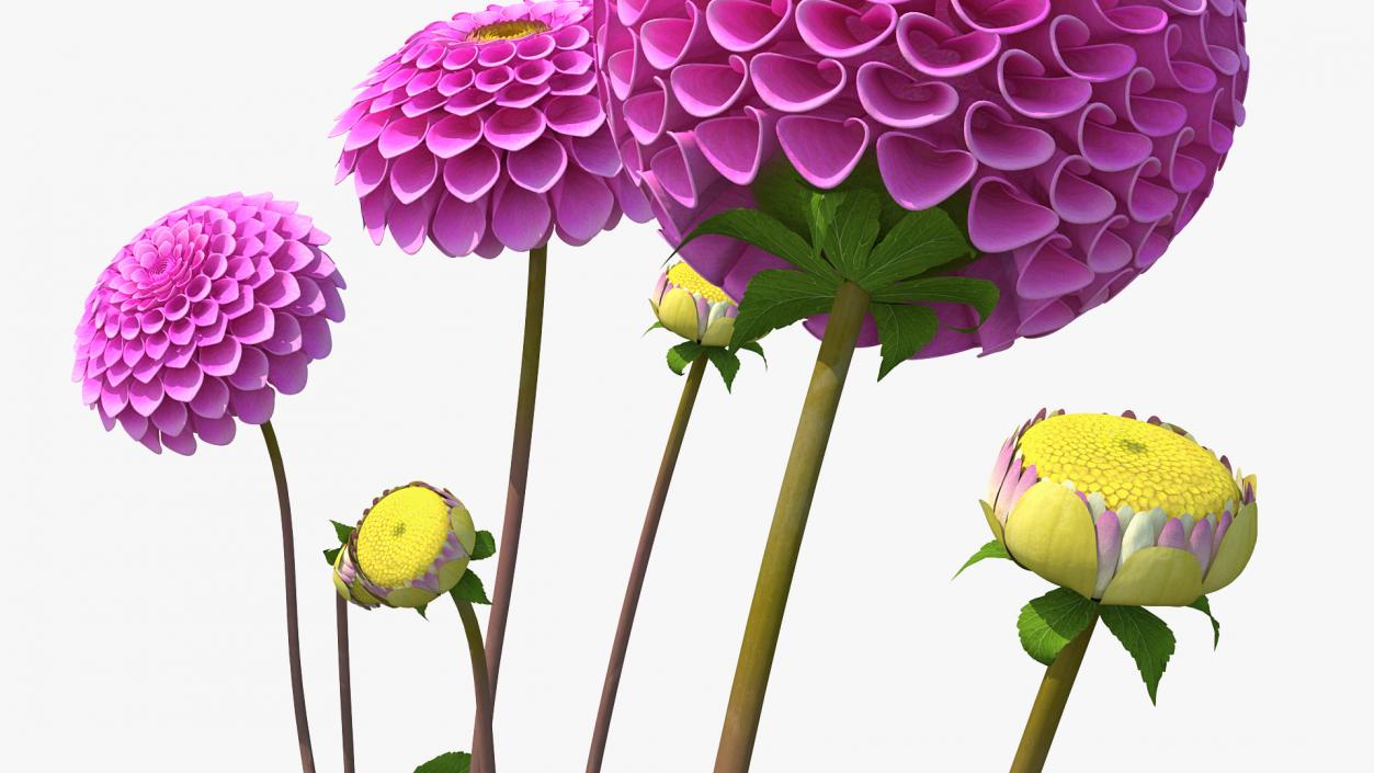 Dahlia Franz Kafka Pink Set 3D