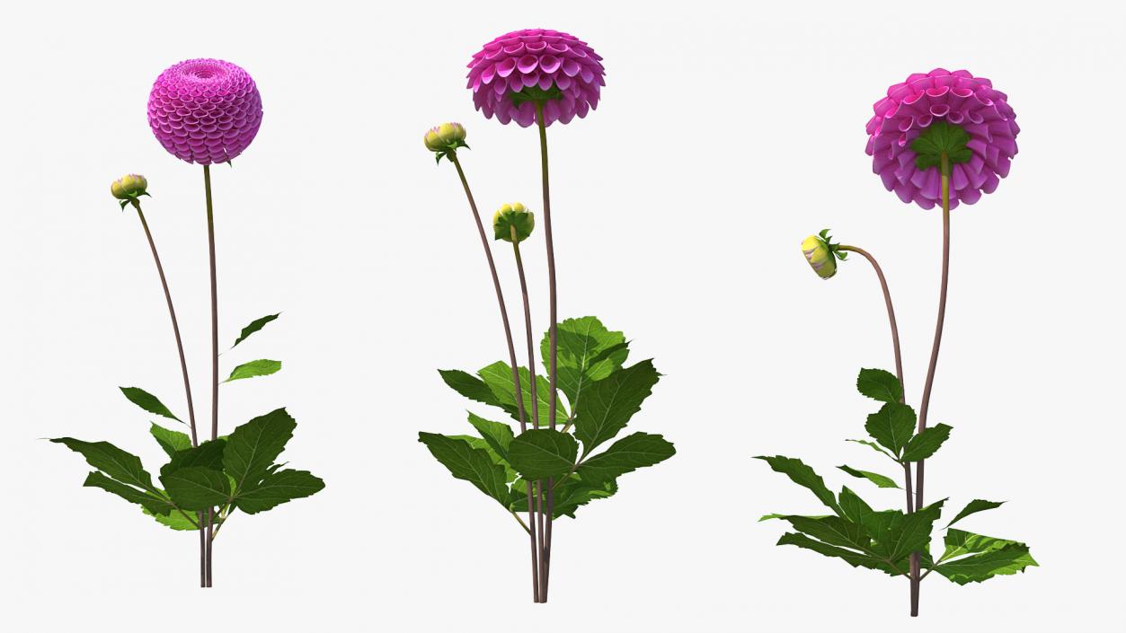 Dahlia Franz Kafka Pink Set 3D