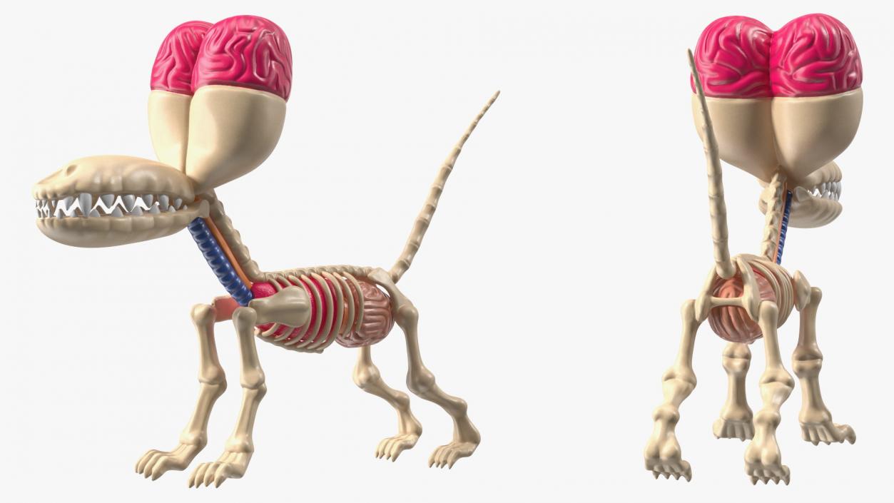 Balloon Dog Anatomy 3D model