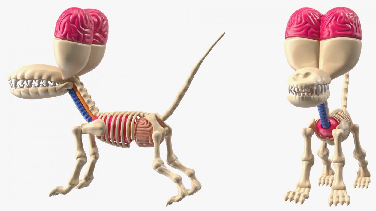 Balloon Dog Anatomy 3D model