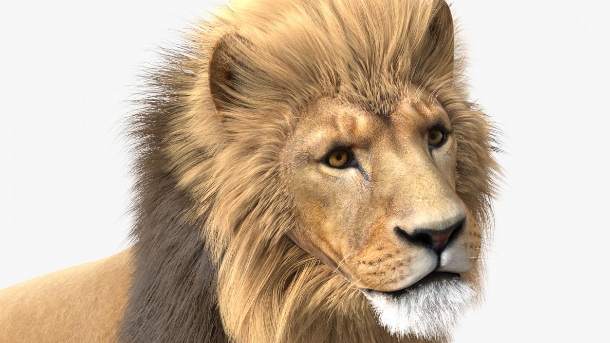 3D Lion Walking Pose Fur