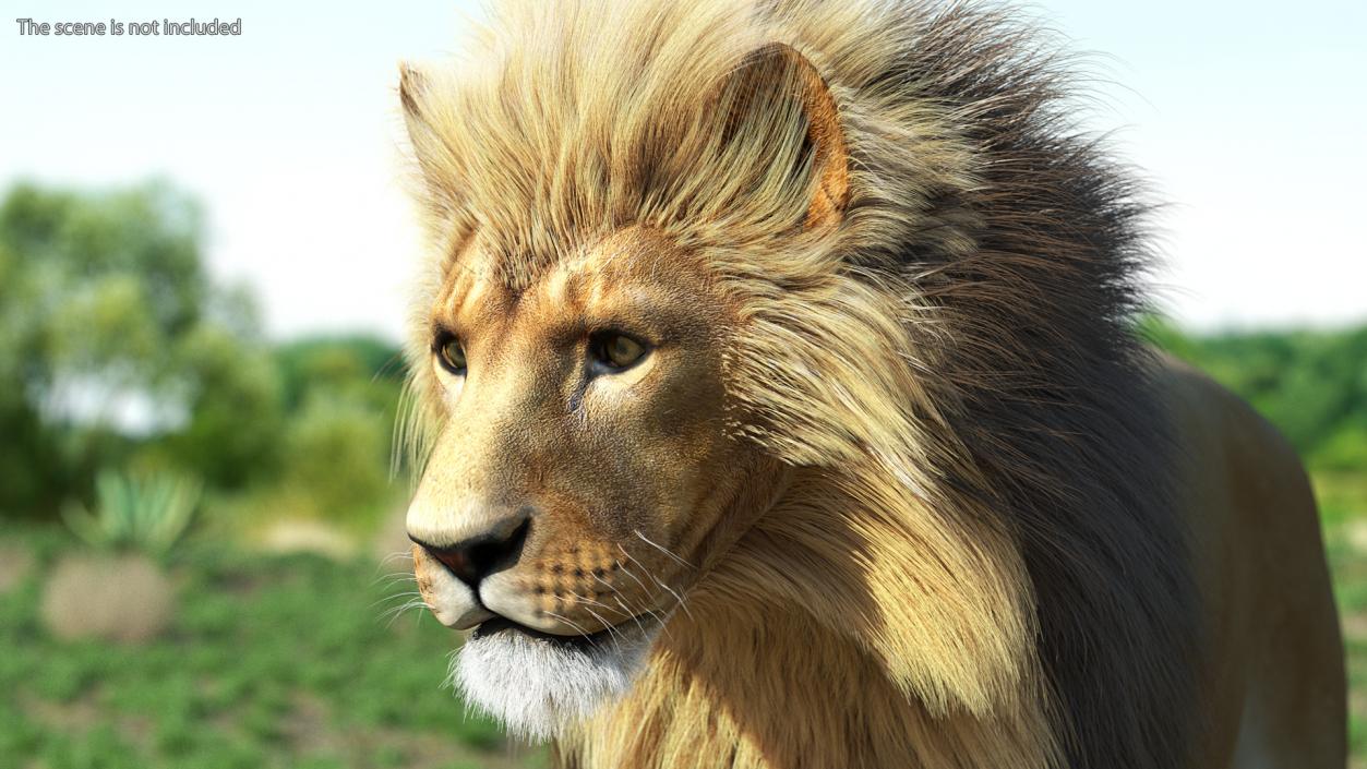 3D Lion Walking Pose Fur