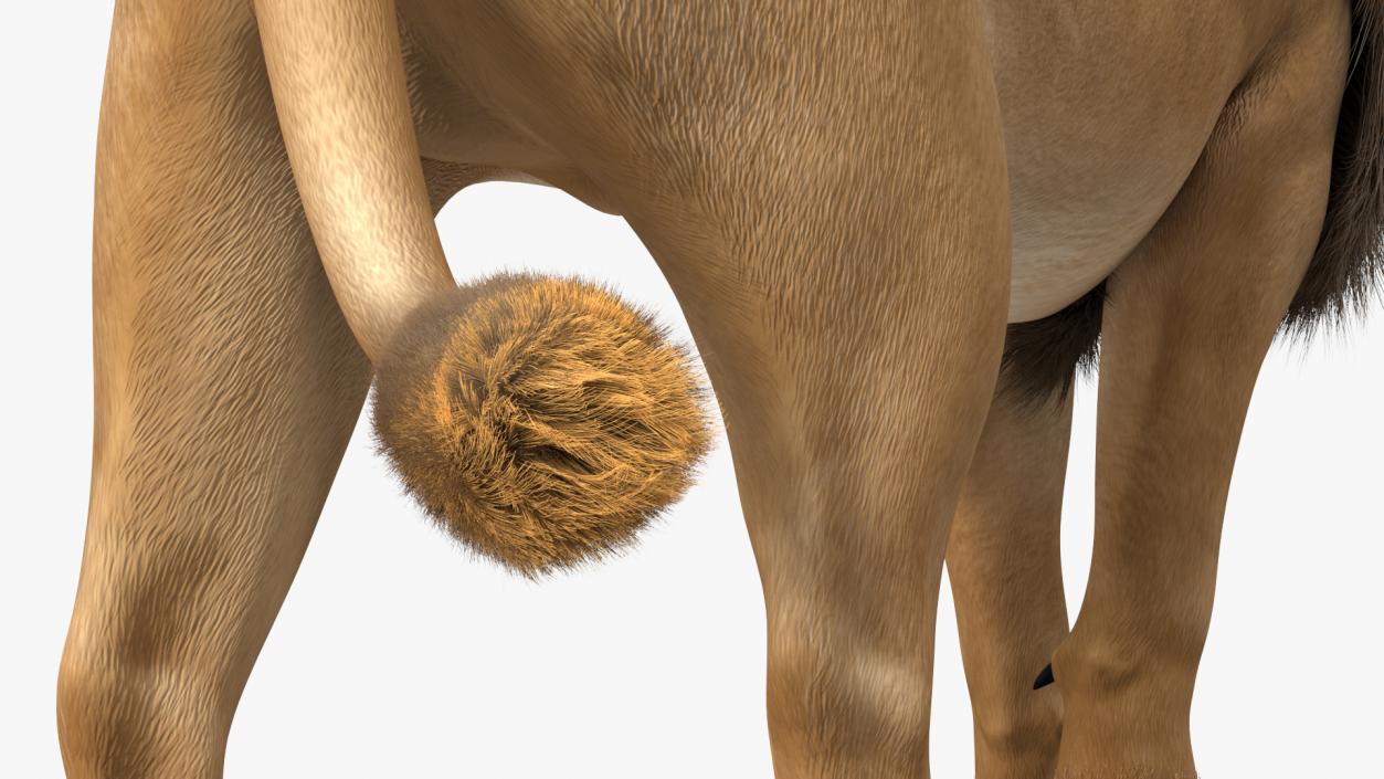 3D Lion Walking Pose Fur