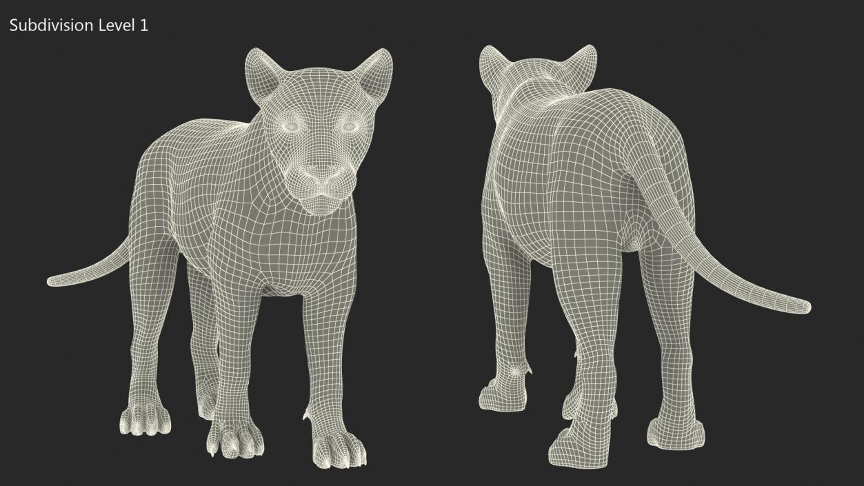 3D Lion Walking Pose Fur