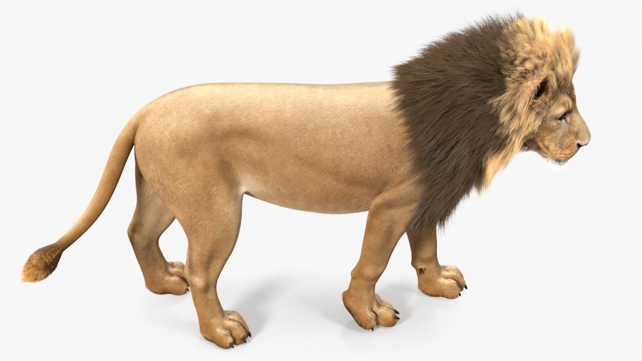 3D Lion Walking Pose Fur