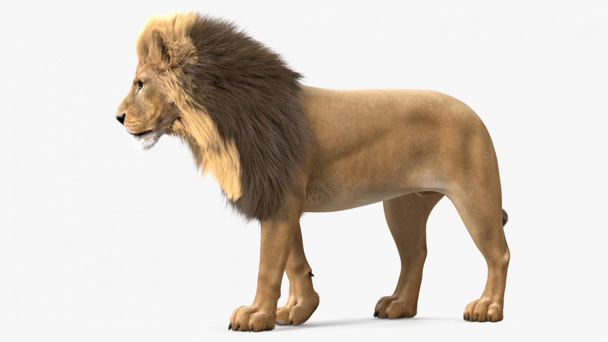 3D Lion Walking Pose Fur