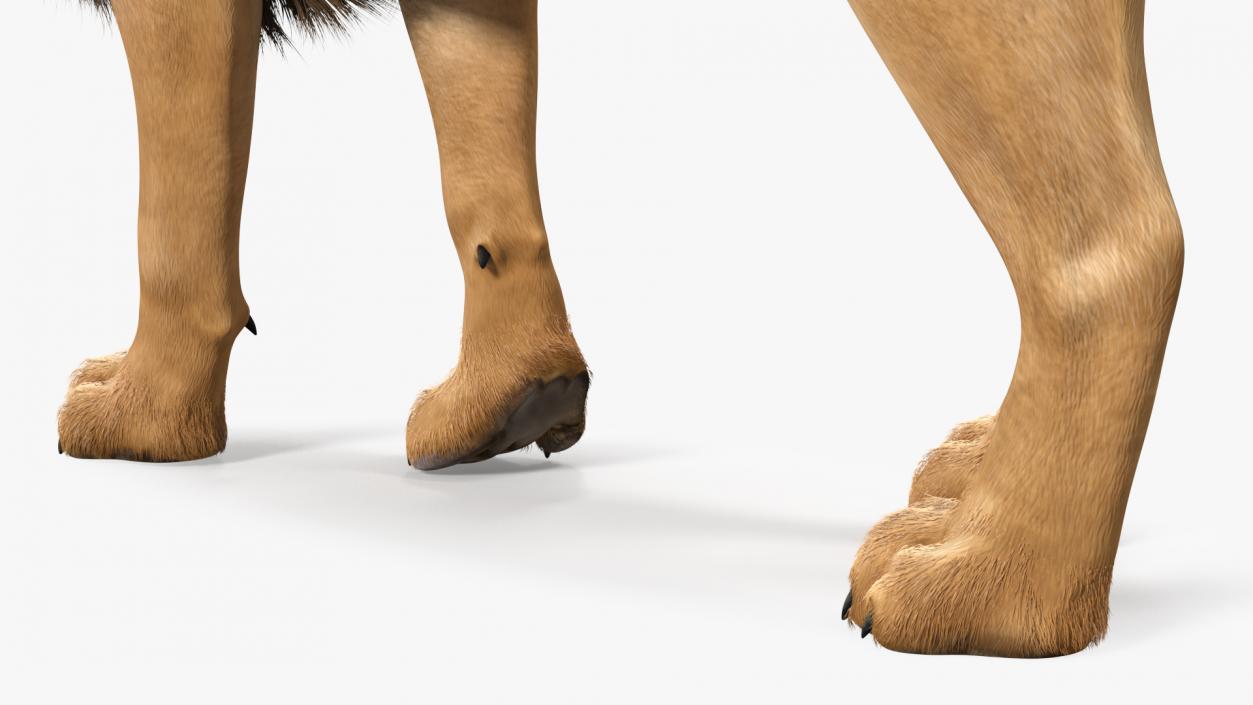 3D Lion Walking Pose Fur