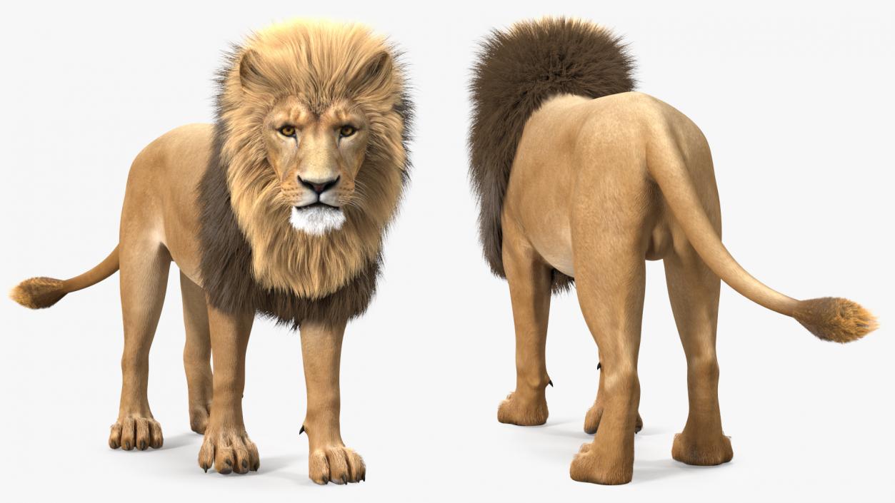 3D Lion Walking Pose Fur