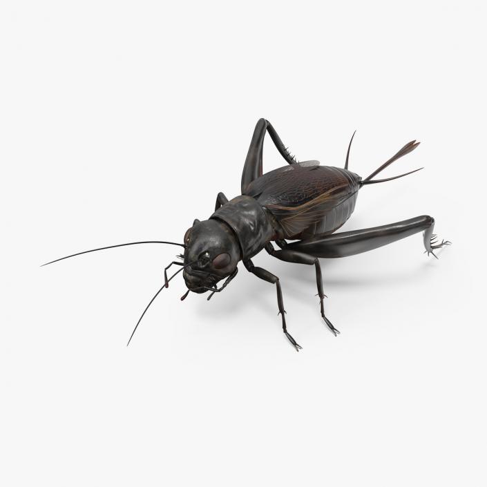 3D model Field Cricket 2