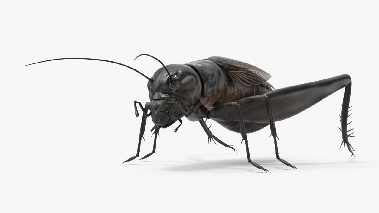 3D model Field Cricket 2