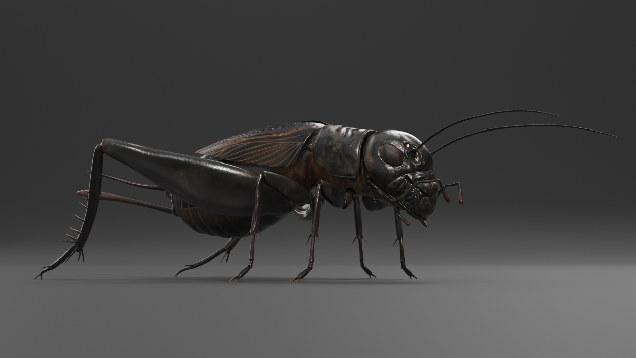 3D model Field Cricket 2