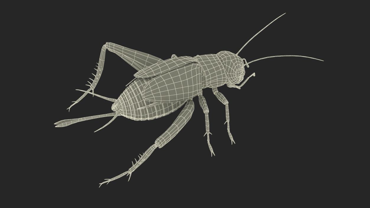 3D model Field Cricket 2