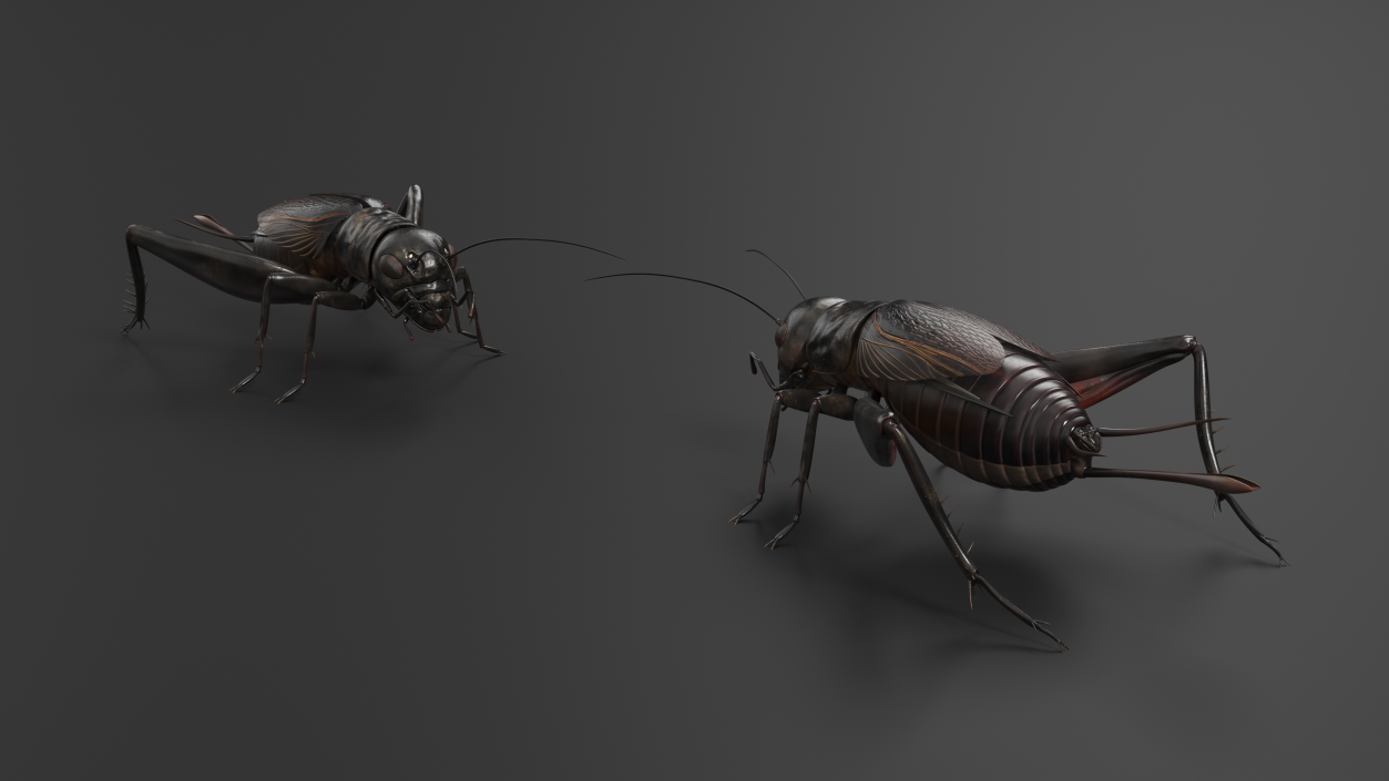 3D model Field Cricket 2