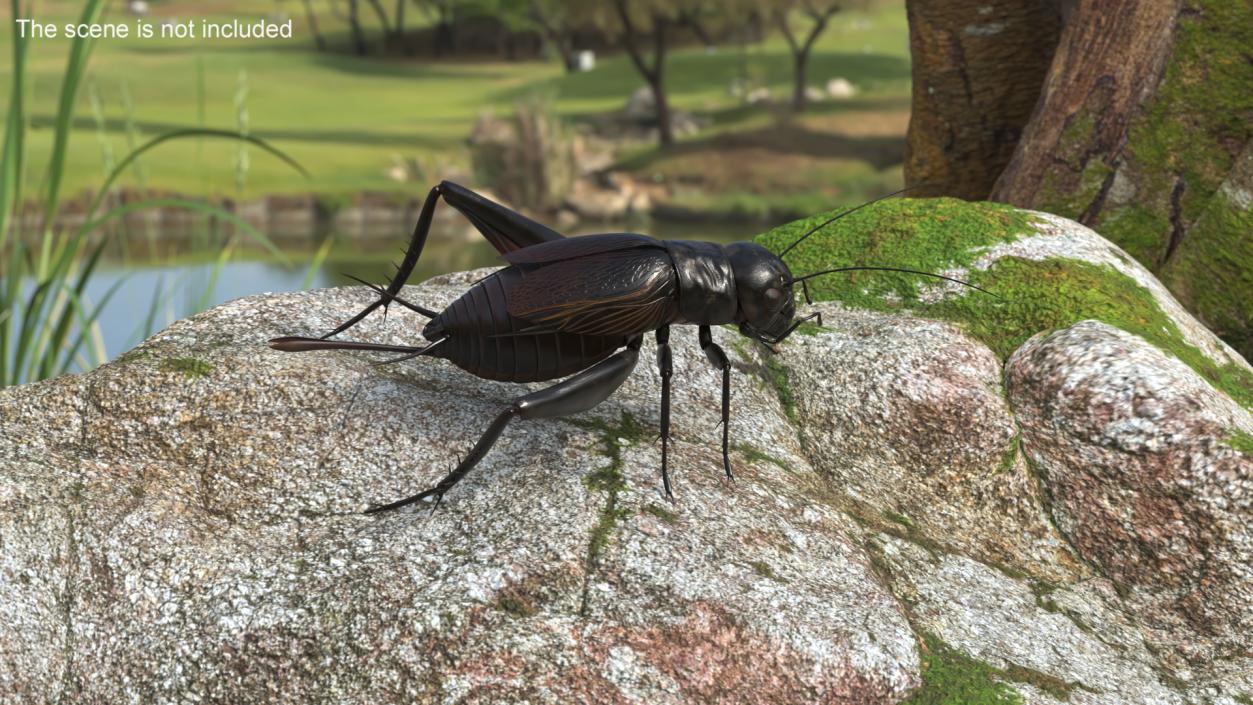 3D model Field Cricket 2