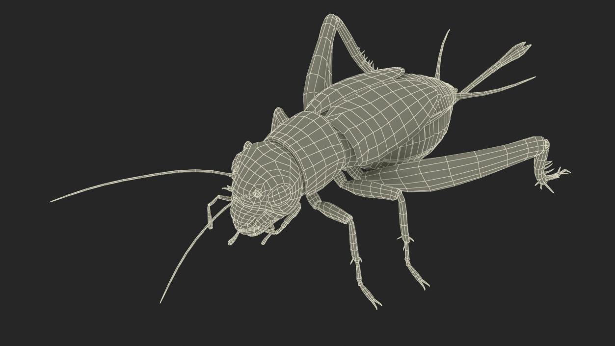 3D model Field Cricket 2