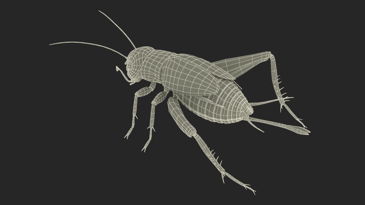 3D model Field Cricket 2