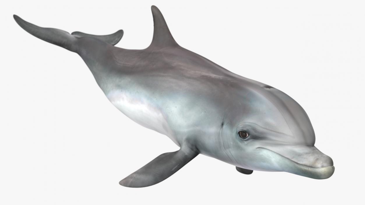 3D Dolphin Swimming And Jumping Animated for Maya