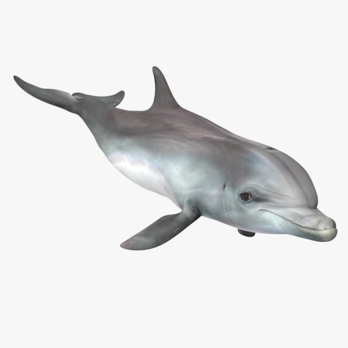 3D Dolphin Swimming And Jumping Animated for Maya