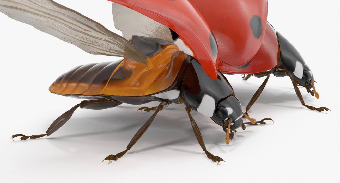 3D LadyBug Collection model