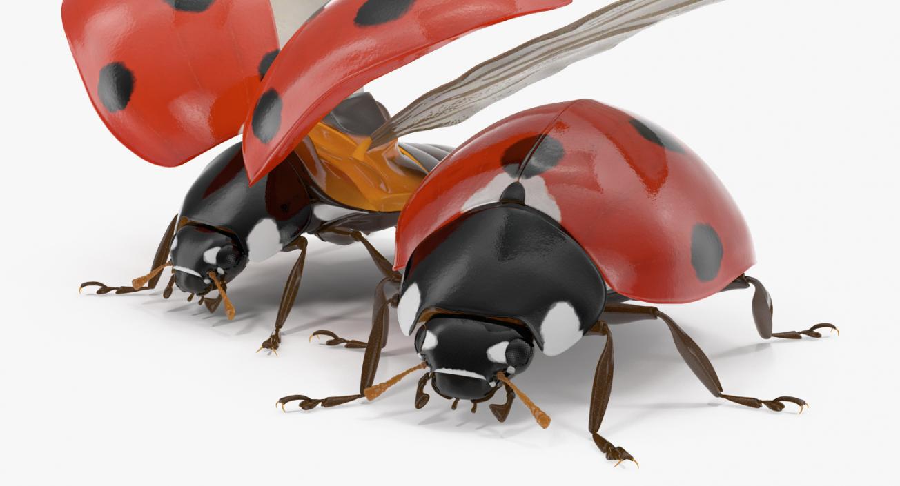 3D LadyBug Collection model