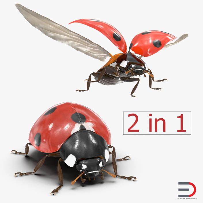 3D LadyBug Collection model