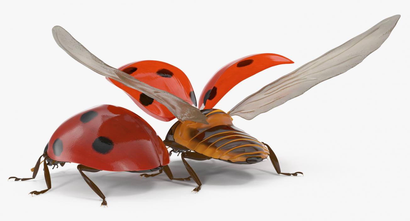 3D LadyBug Collection model