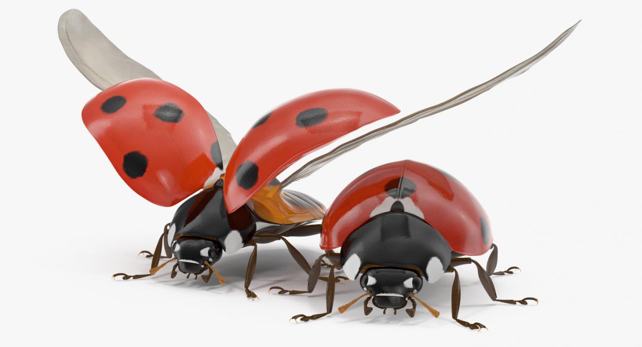 3D LadyBug Collection model