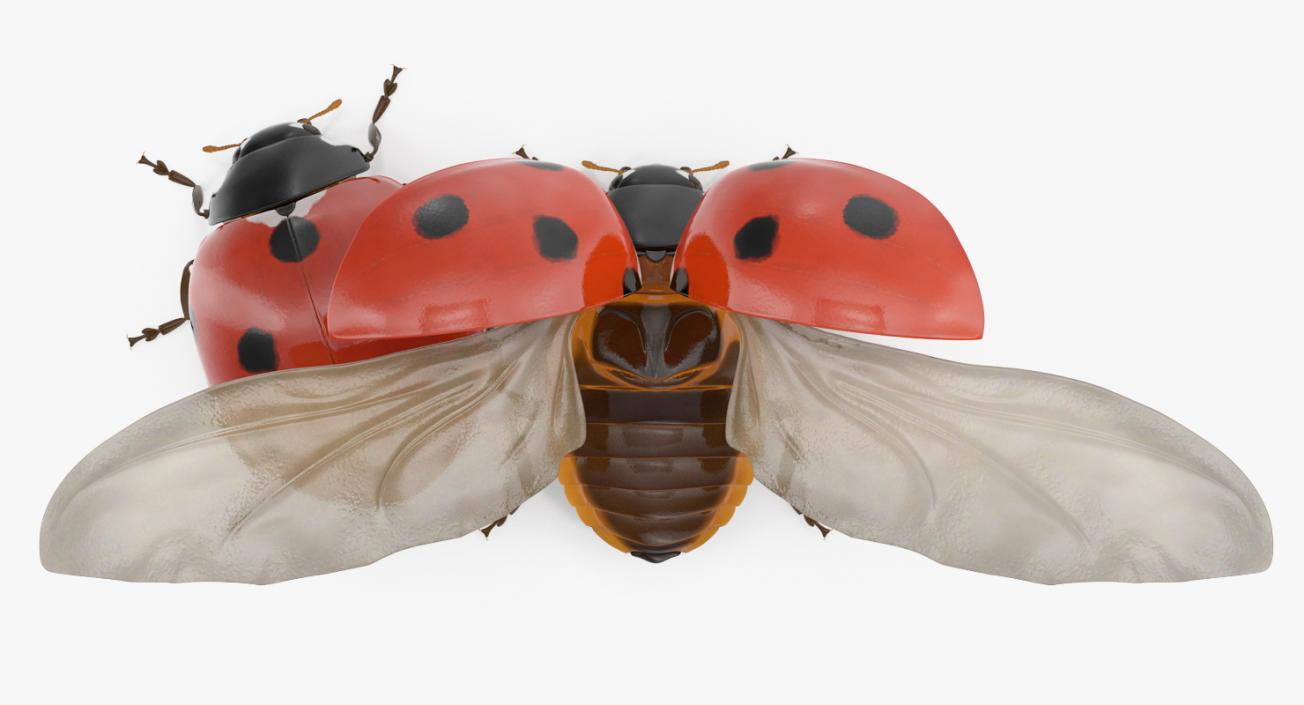 3D LadyBug Collection model