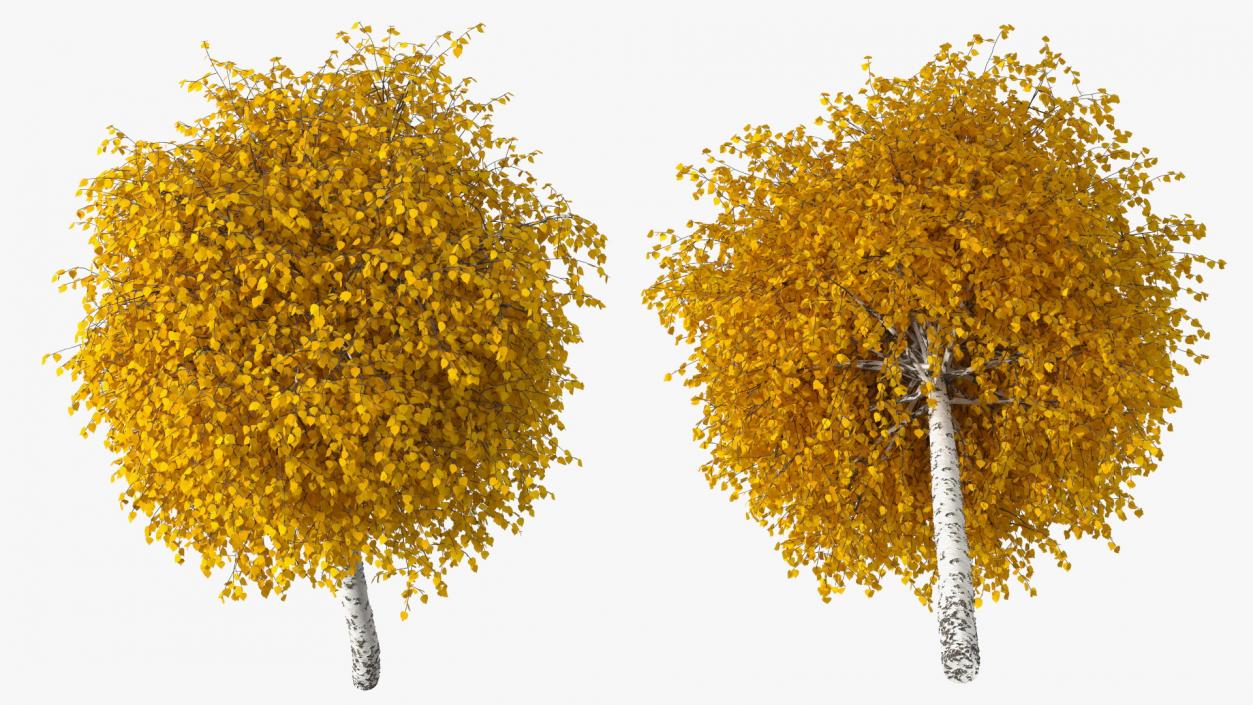 3D Small Birch Tree Yellow model