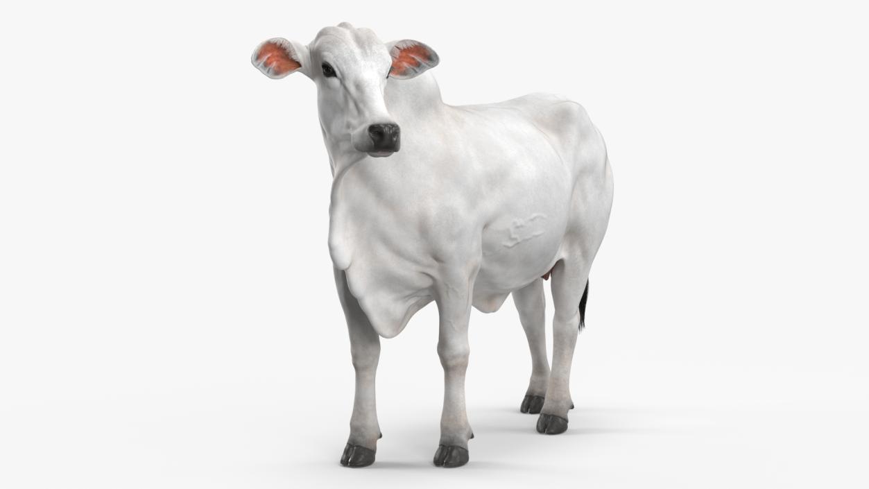 3D model Zebu Cattle Female Looking Fur