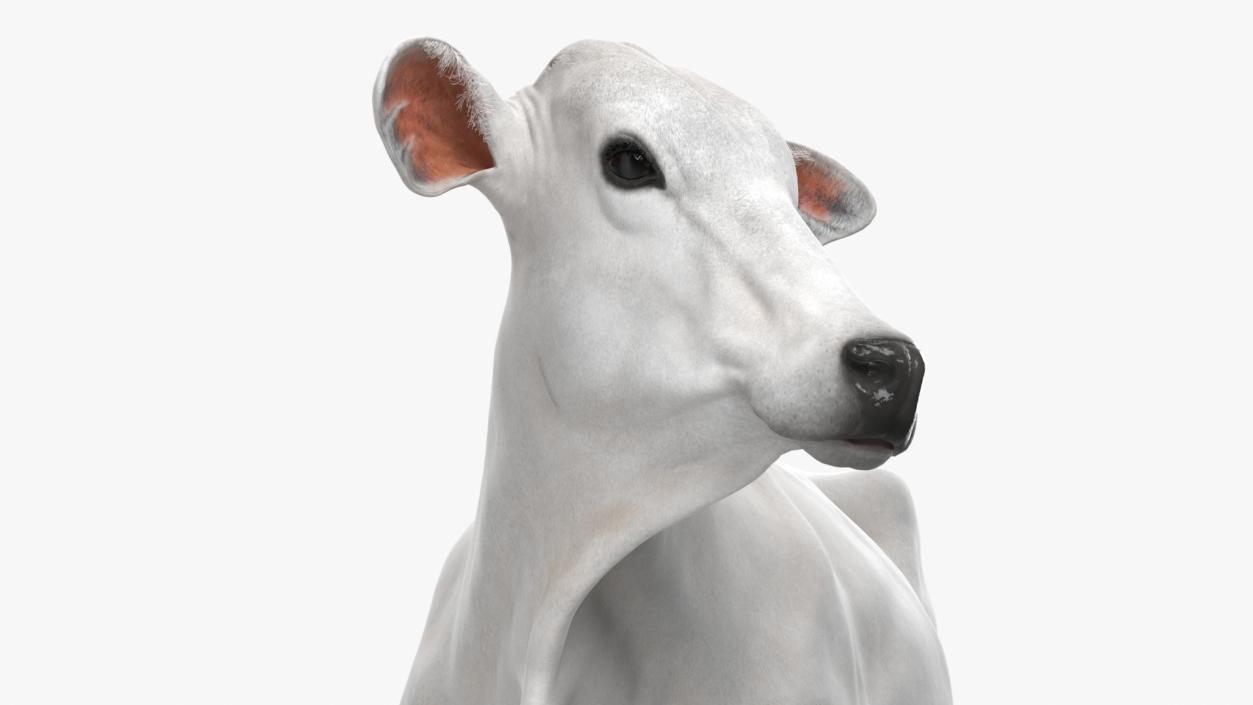 3D model Zebu Cattle Female Looking Fur