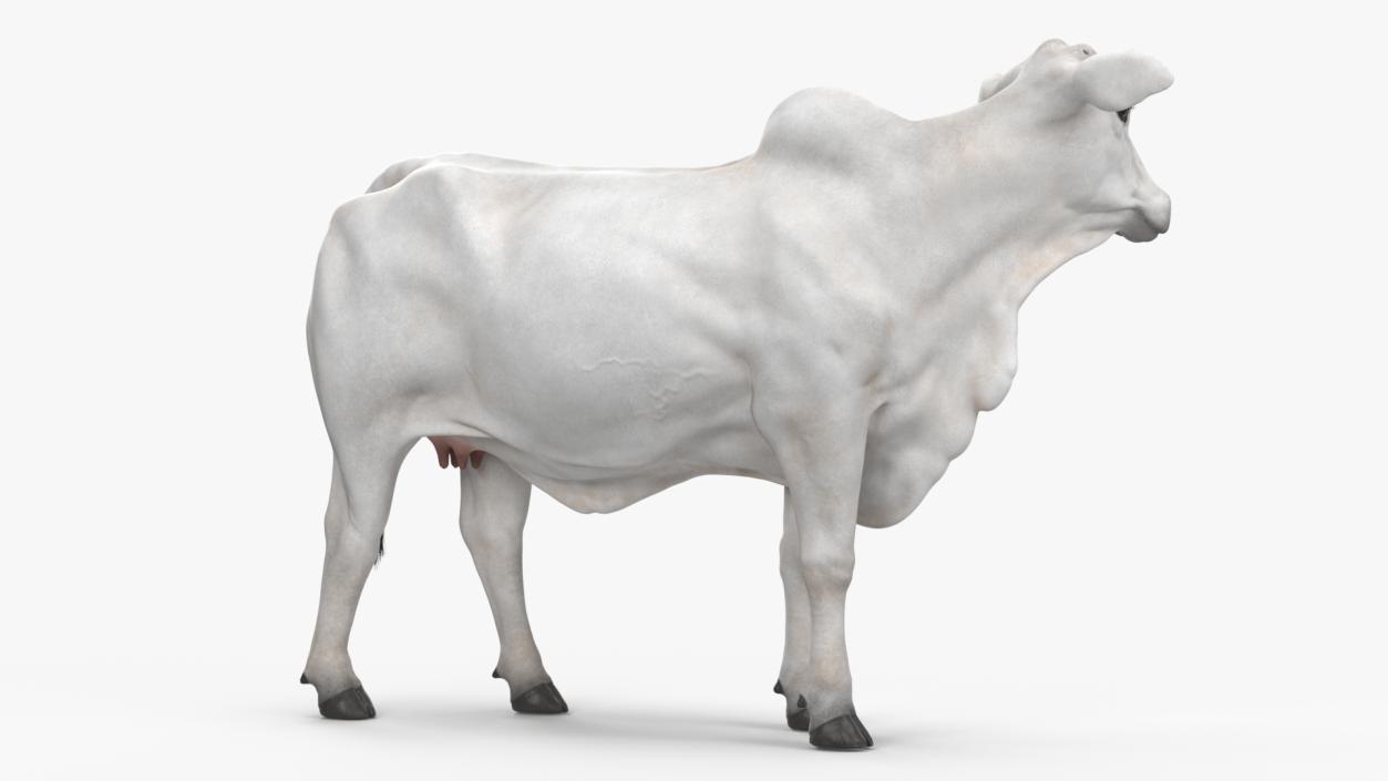 3D model Zebu Cattle Female Looking Fur