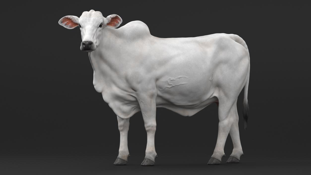 3D model Zebu Cattle Female Looking Fur