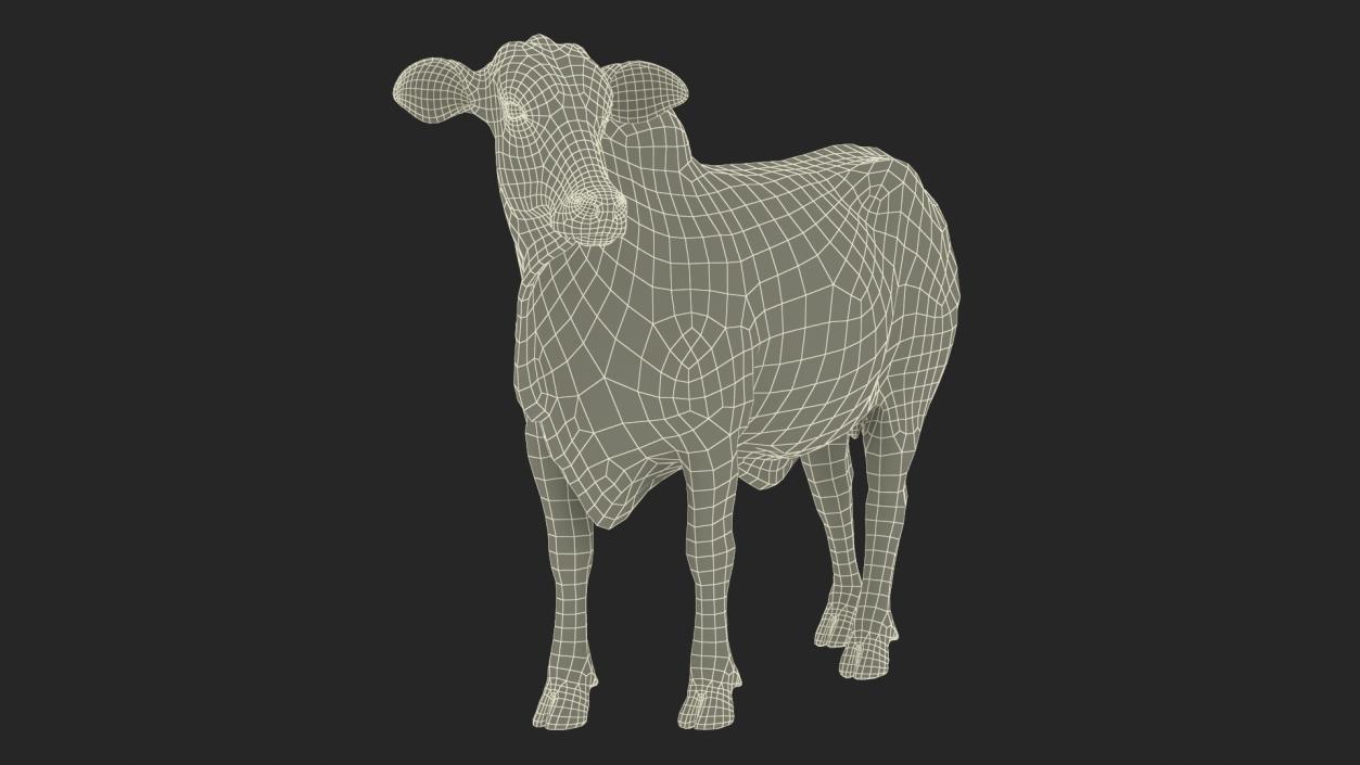 3D model Zebu Cattle Female Looking Fur