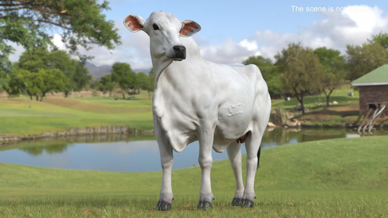 3D model Zebu Cattle Female Looking Fur