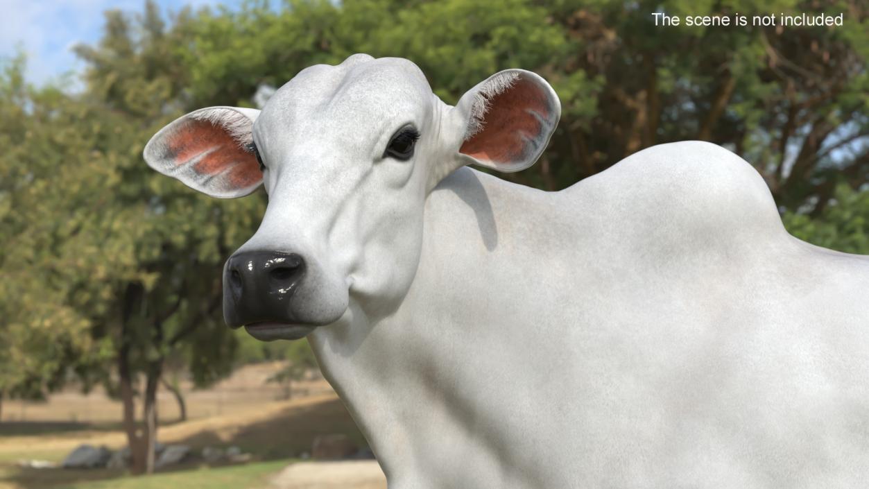 3D model Zebu Cattle Female Looking Fur