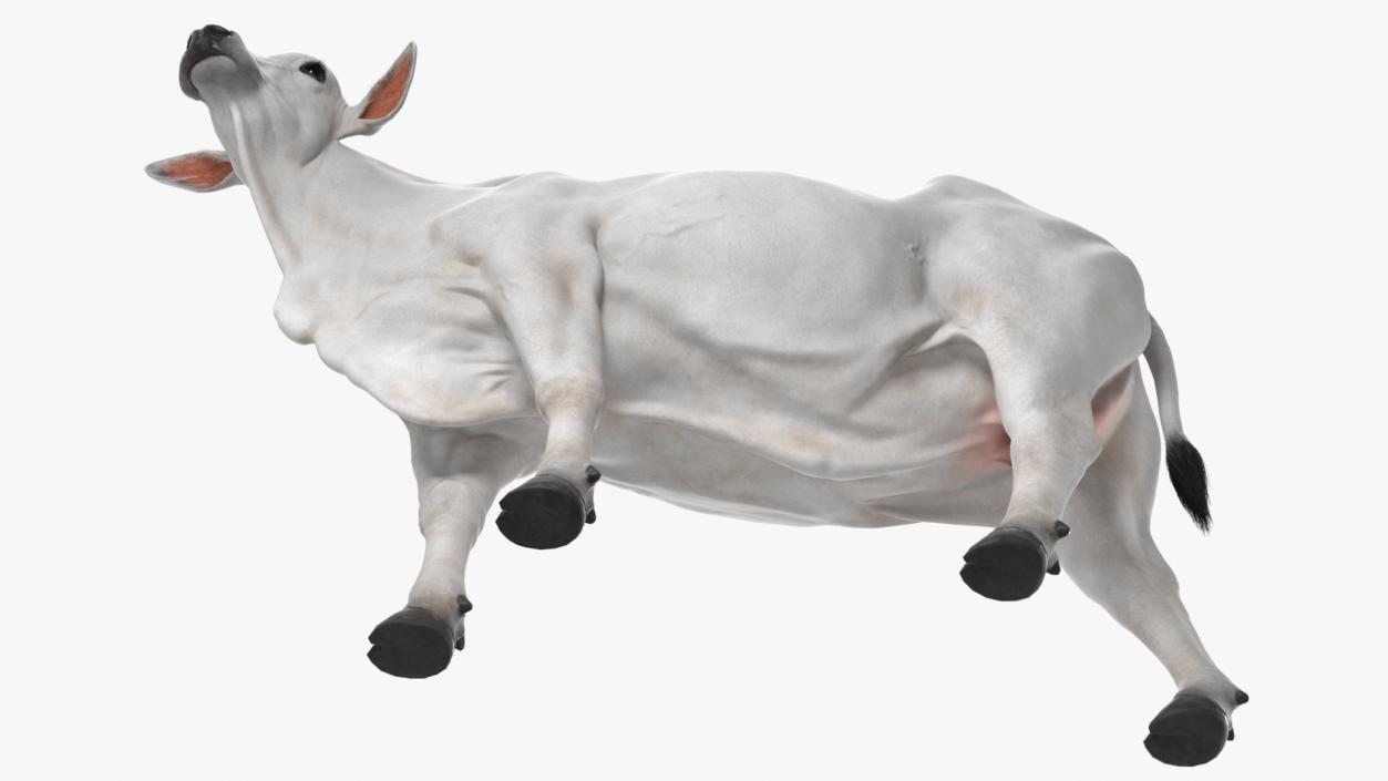 3D model Zebu Cattle Female Looking Fur