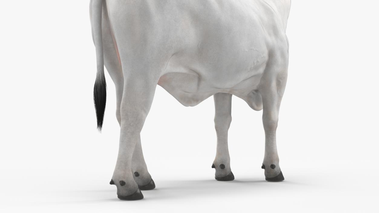 3D model Zebu Cattle Female Looking Fur