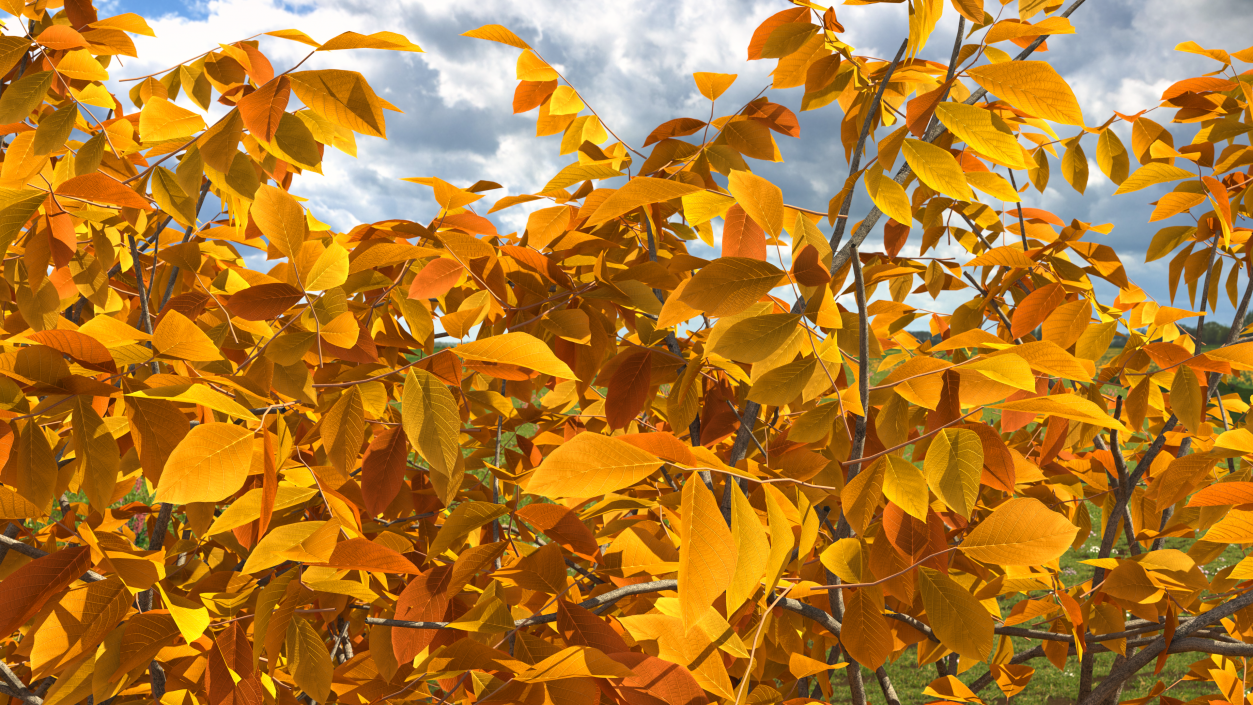 3D Yellow Walnut Tree model