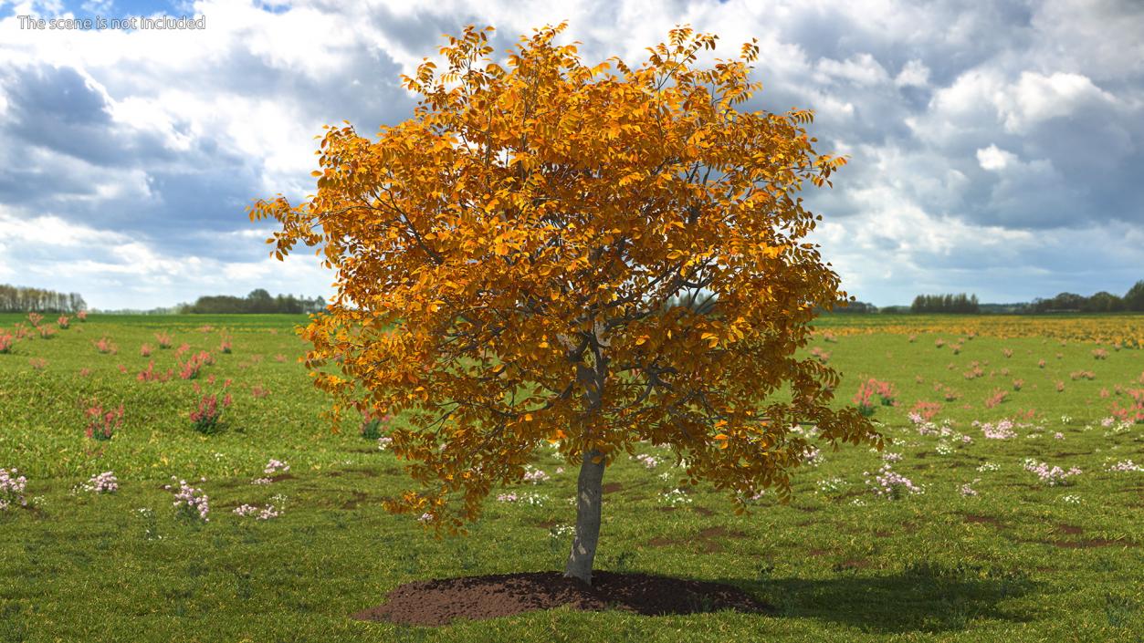 3D Yellow Walnut Tree model